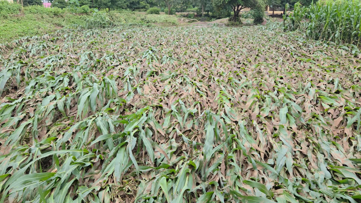 Marathwada Records 899 Farmers' Suicides In 10 months, With Beed Registering Highest farmer suicides