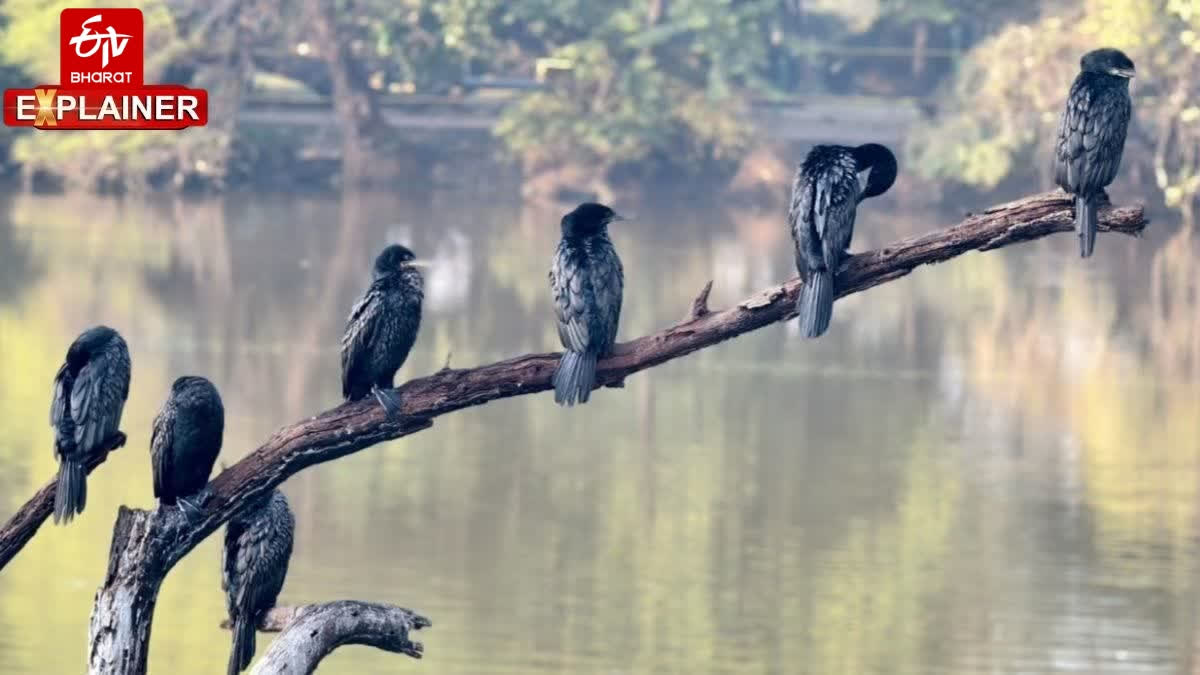 Bird Ringing Returns To Rajasthan's Keoladeo National Park After 35 Years: Everything To Know