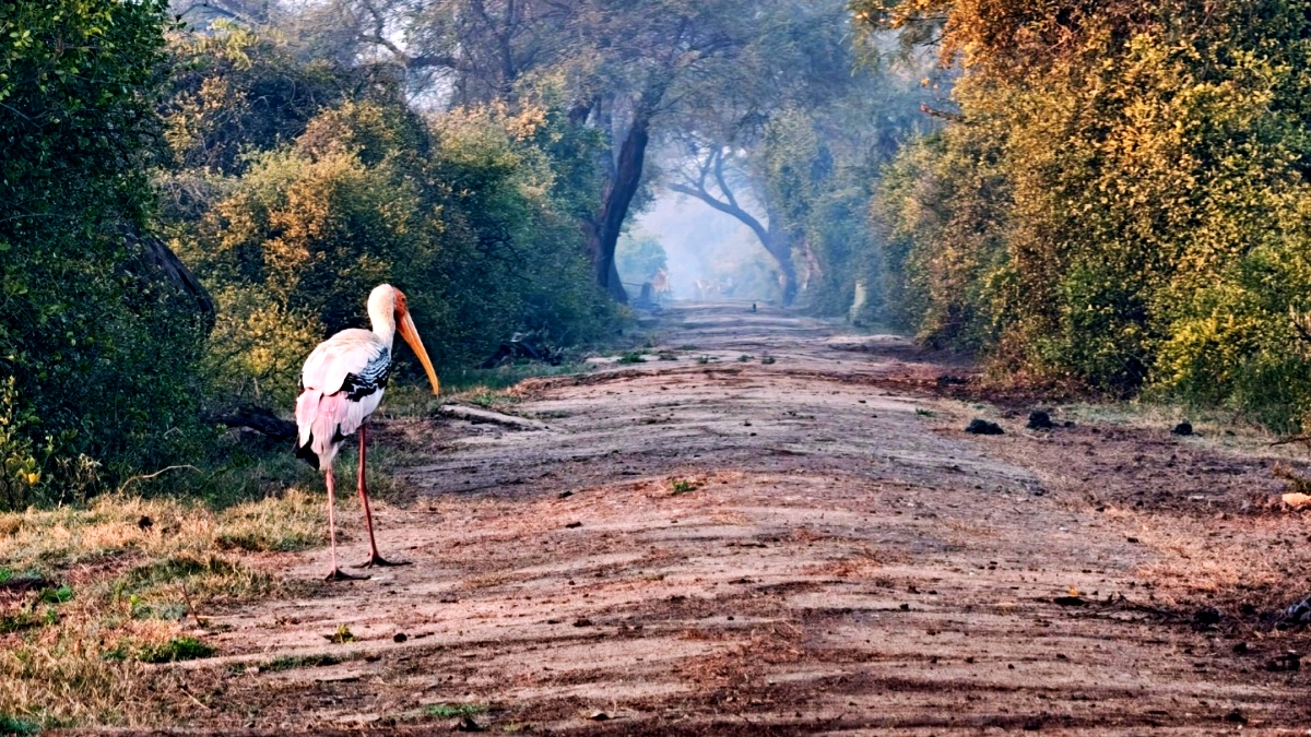 Bird Ringing Returns To Rajasthan's Keoladeo National Park After 35 Years: Everything To Know