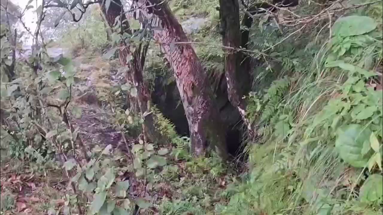 Uttarakhand Bear Attack Cases