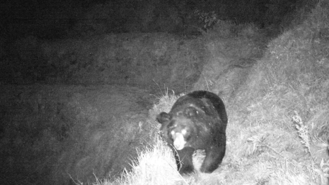 Uttarakhand Bear Attack Cases