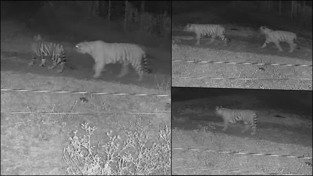 five tigers seen roaming together near village in Chamarajanagar Karnataka
