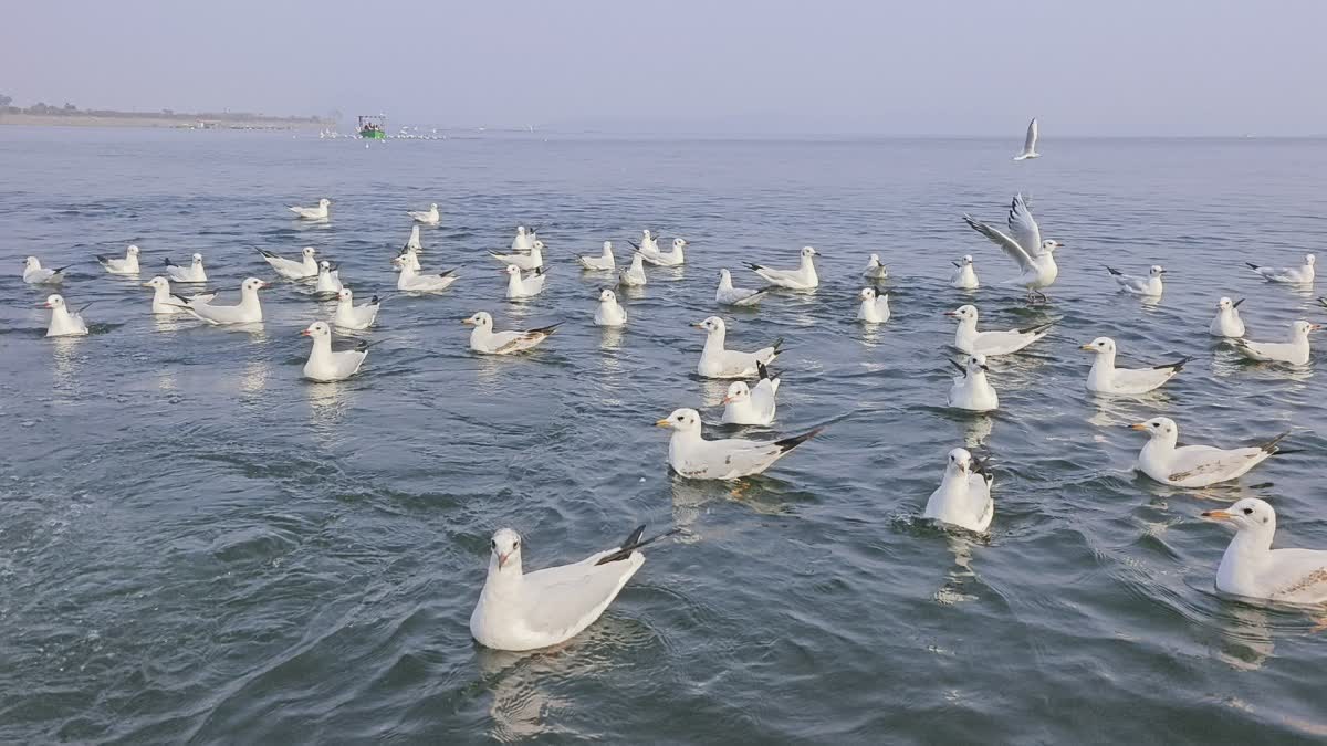 trial-of-musical-fountain-conducted-at-patratu-dam-in-ramgarh