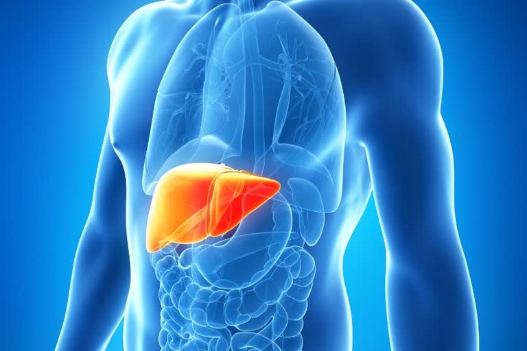 FATTY LIVER RISK TO MP PEOPLE