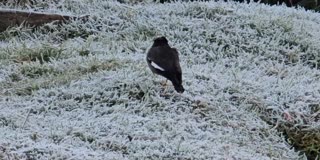 கொடைக்கானலில் மீண்டும் தொடங்கிய உறைபனி