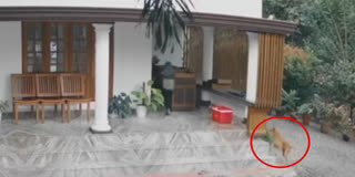 CCTV FOOTAGE OF STRAY DOG  തെരുവുനായ ശല്യം  DOG ATTACK KOTTAYAM  STRAY DOG ​​ATTACK