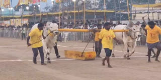Bull Competitions In Chilakaluripeta