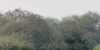 பெருங்குளம் பகுதியில் படையெடுக்கும் இளஞ்சிவப்பு மைனாக்கள்