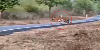 கம்பீரமாக சாலையை கடந்த புலி