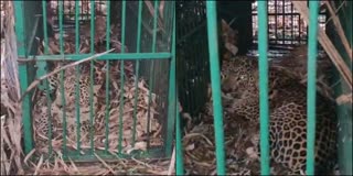 LEOPARD TRAPPED