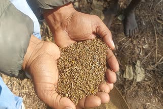 CHAROTA SEED USED AS MEDICINE