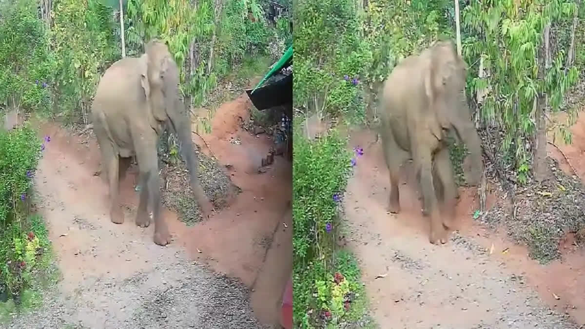 Kerala HC Directs Govt to Prepare an Action Plan to Dart Killer Elephant Belur Makhna Kerala HC