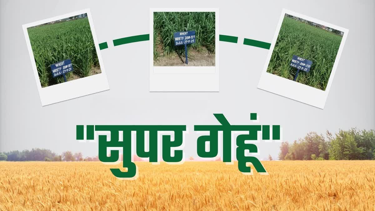 Himachal Super Wheat Production