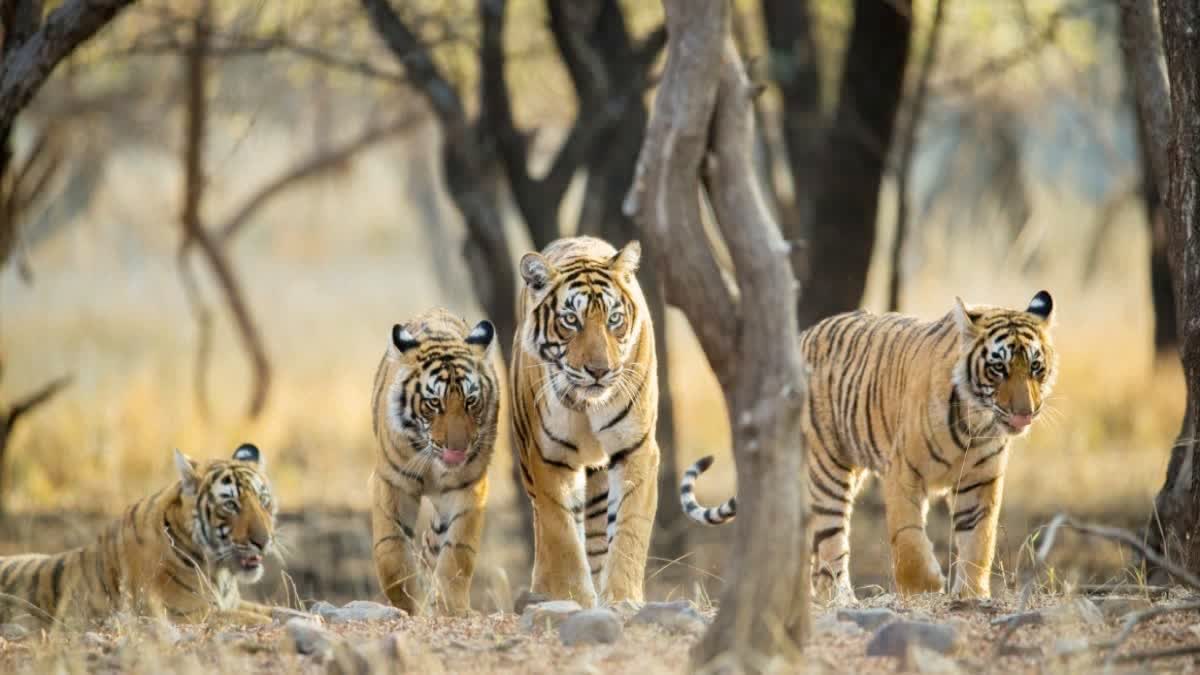 Pench 5 tigers together