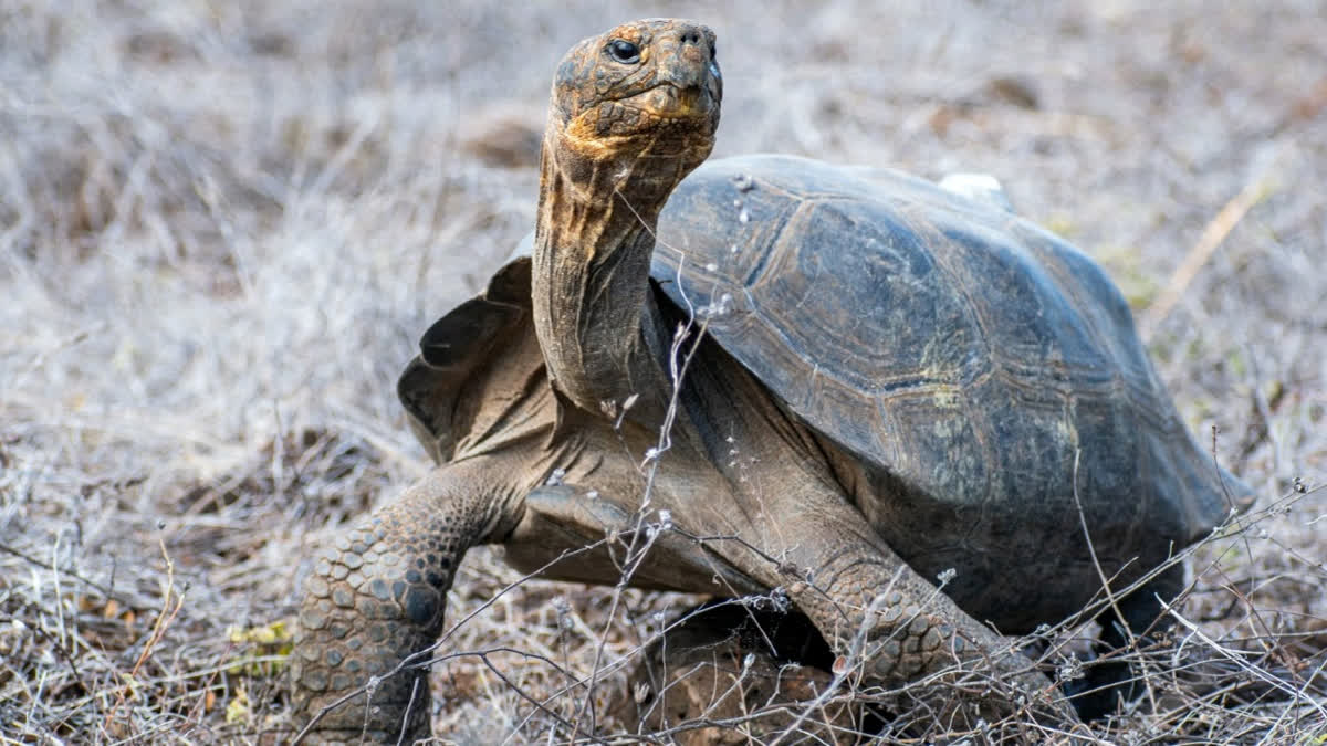 This handout picture released by Ecuador's Environment Ministry shows a Floreana giant tortoise (Chelonoidis niger) after being released by park rangers on Floreana Island, in the Galapagos archipelago, Ecuador, on February 20, 2026.