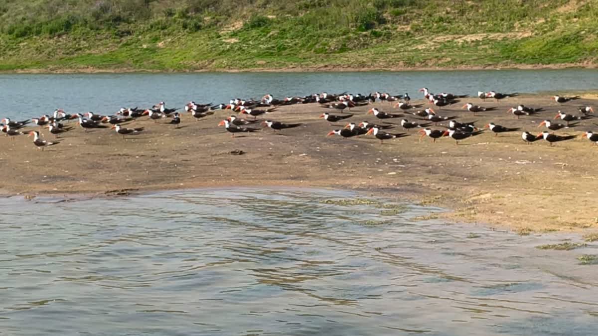 MORENA WATERBIRD CENSUS