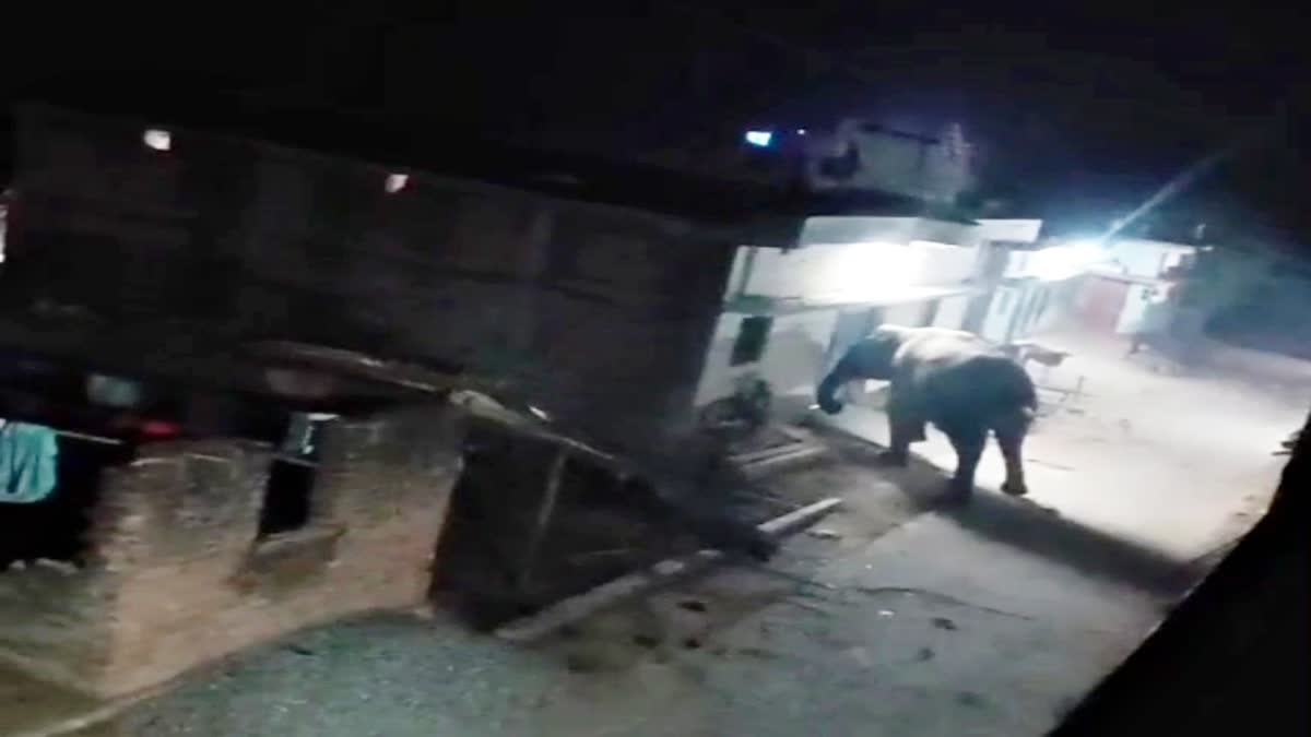 Elephants rampage in Bokaro