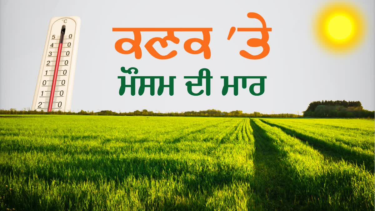 Rising temperatures harmful wheat