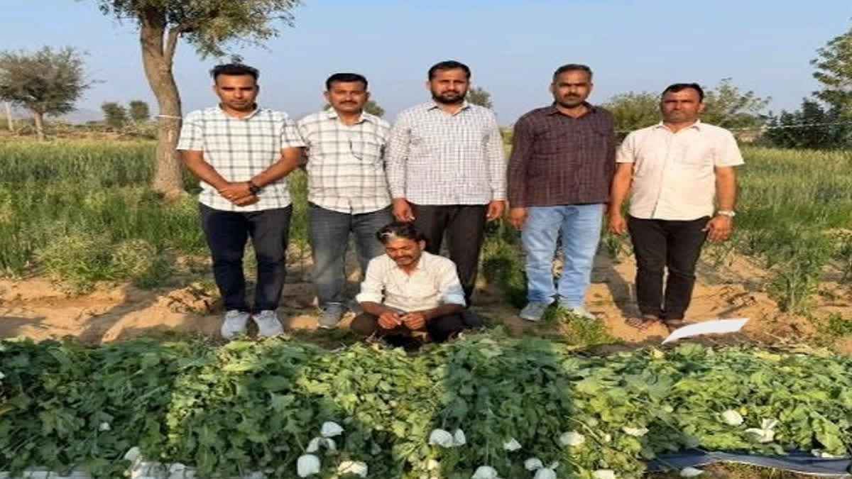 Police destroyed opium crop
