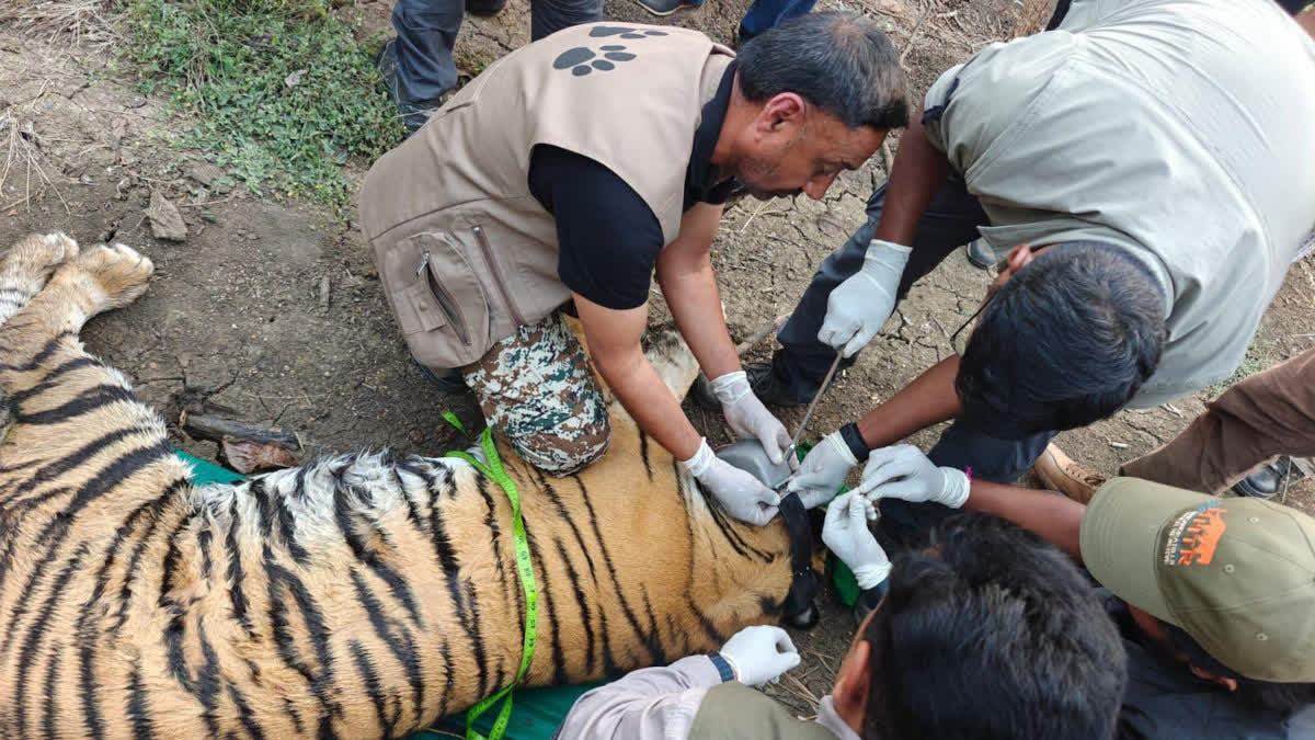 Tigress MT 7 fitted with radio collar
