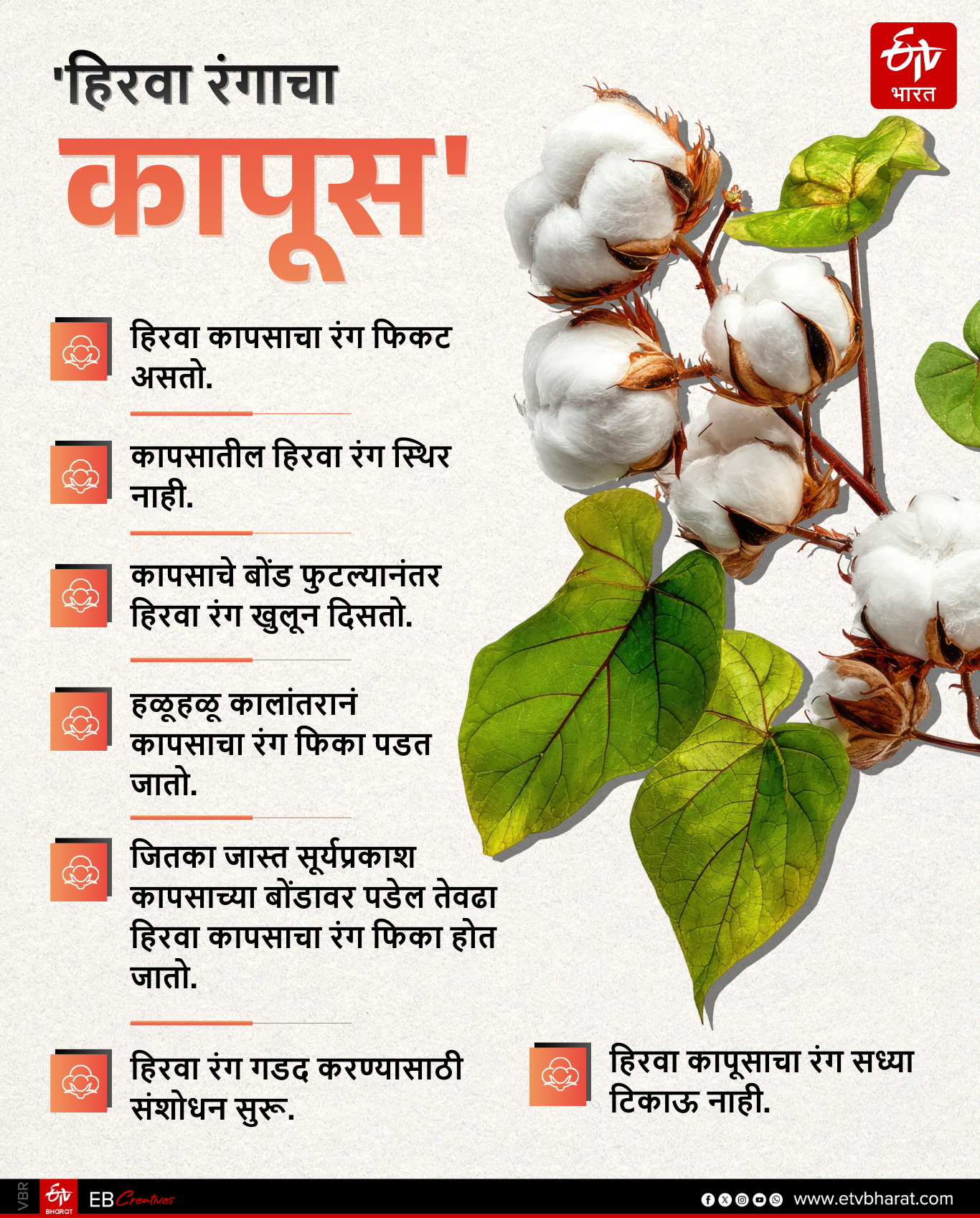 MULTICOLOR COTTON RESEARCH