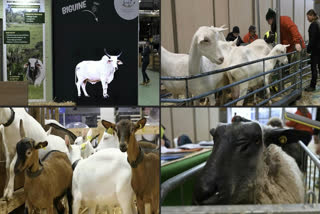 Cows absent as animals take their place at Paris agriculture fair 2026