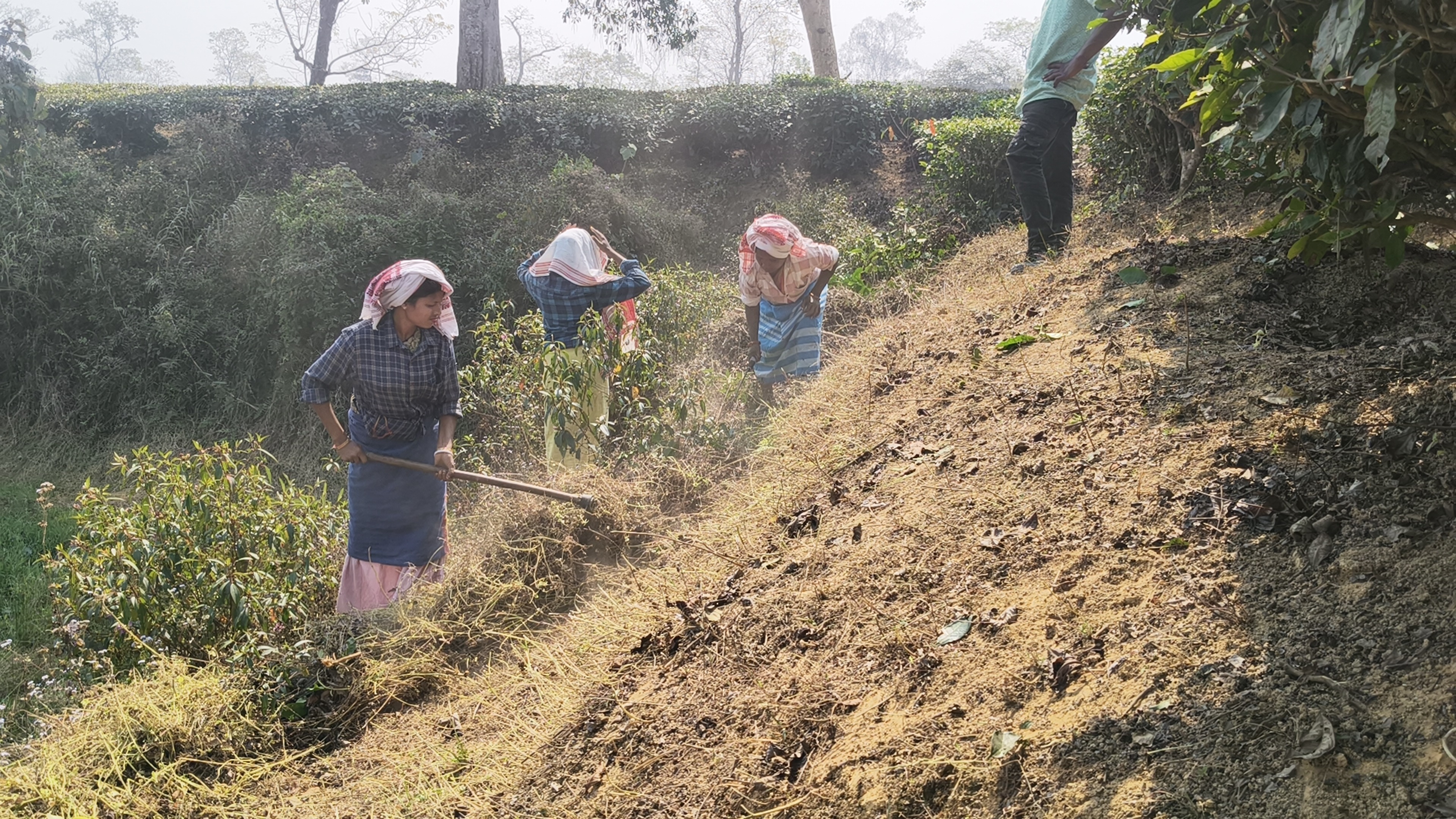 Tea workers under Assam Tea Corporation are satisfied with the work of the BJP government