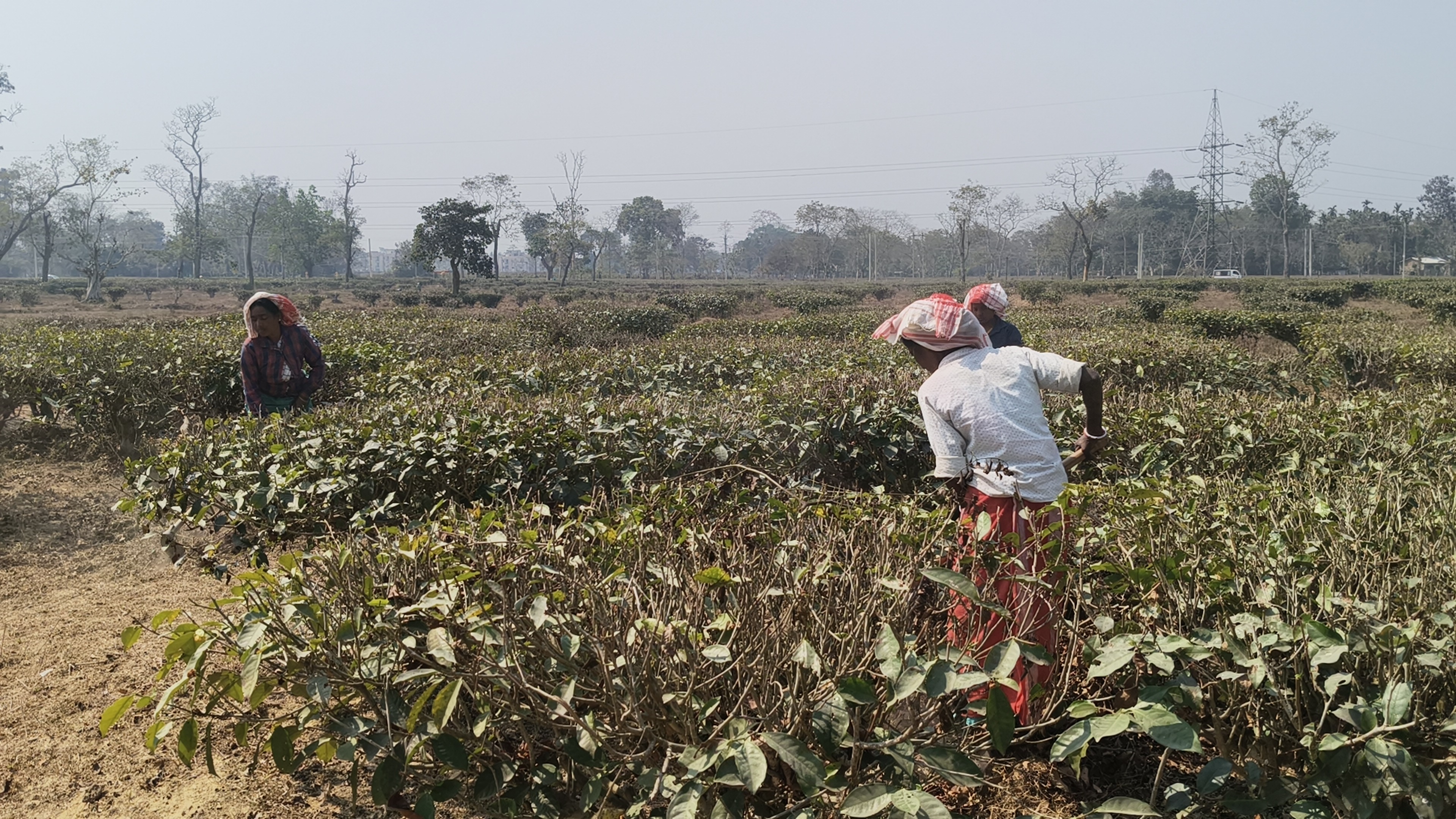 Tea workers under Assam Tea Corporation are satisfied with the work of the BJP government