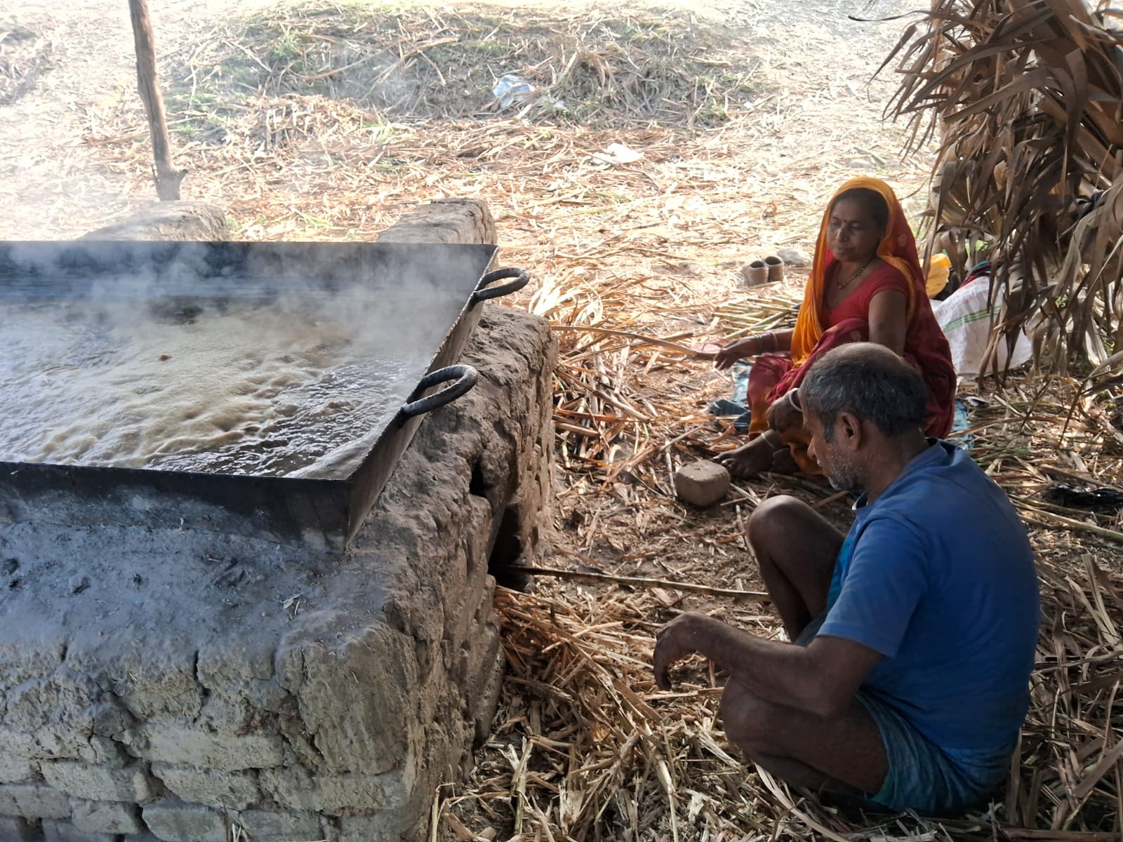 Bihar Sugarcane Crop