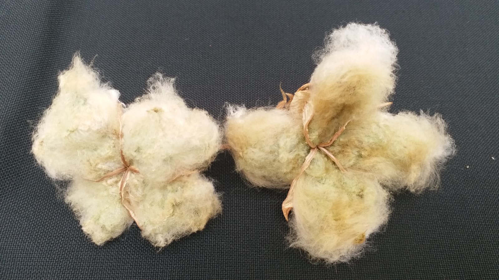 Multicolor Cotton Research