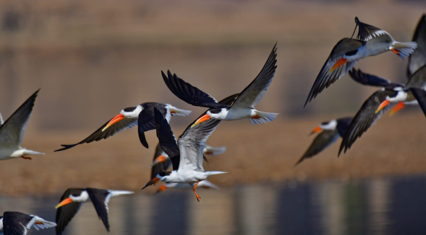 Rare Indian Skimmers CHAMBAL