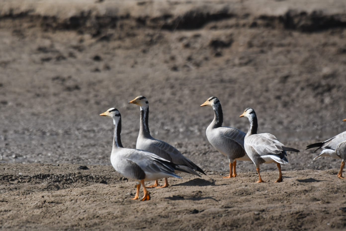 Rare Indian Skimmers CHAMBAL