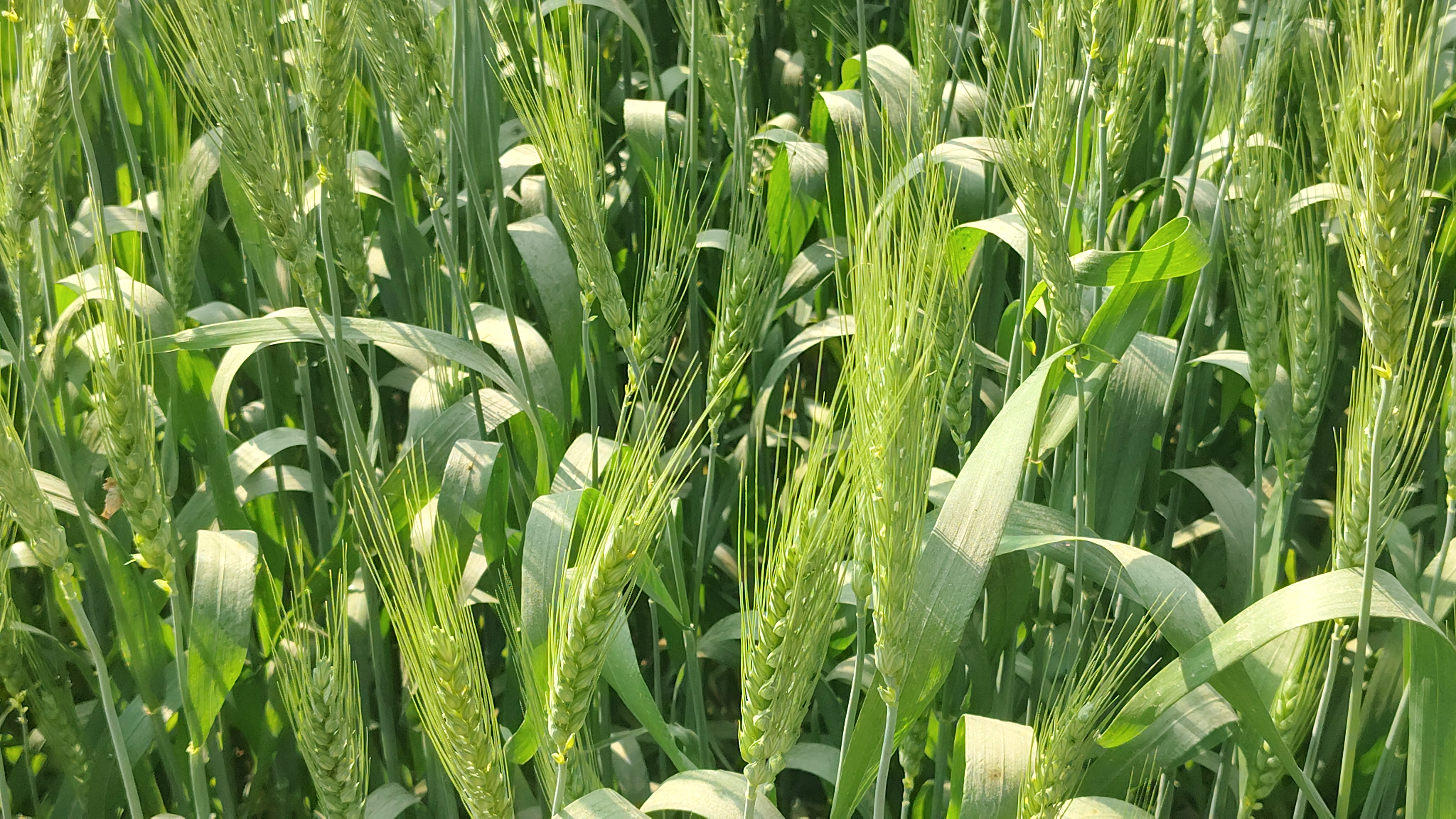 Rising temperatures harmful wheat