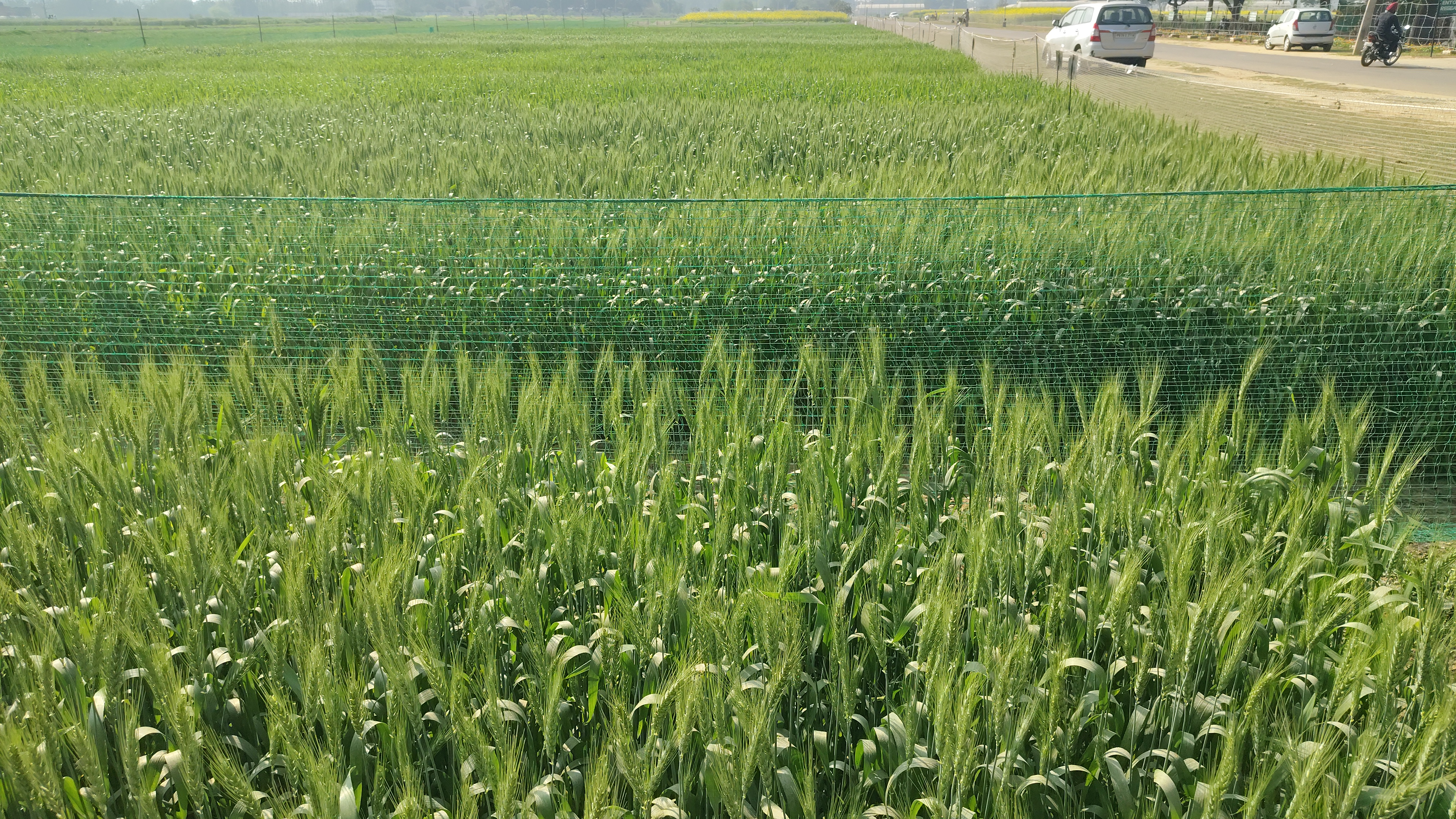 Rising temperatures harmful wheat