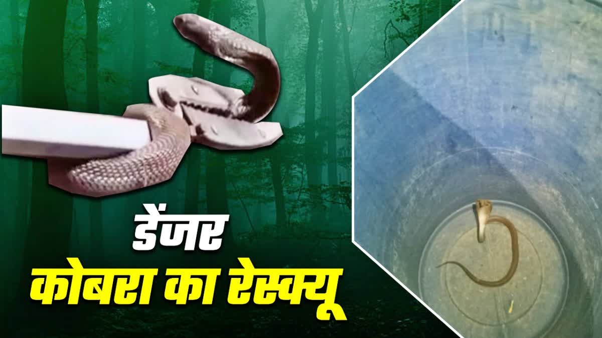 बगहा में कोबरा सांप