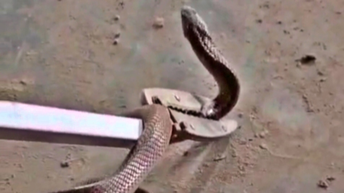 बगहा में कोबरा सांप का रेस्क्यू