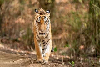 SANJAY TIGER RESERVE