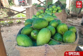 Hooghly Raw mangoes