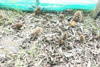 کشمیر میں دنیا کی سب سے مہنگی مشروم کی کامیاب کاشت، زرعی یونیورسٹی میں ٹرائل رن کامیاب