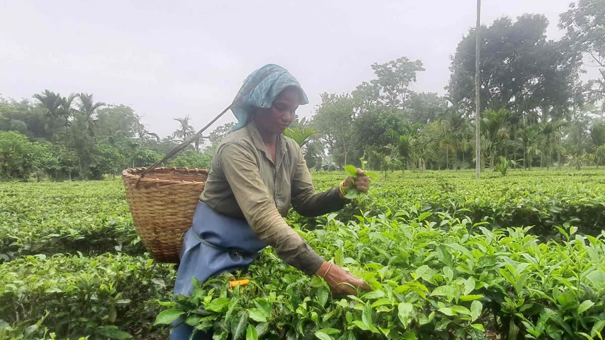 Low Quality Tea from Foreign Countries Flooding Indian Markets: Assam Growers Warn Government File photo of a tea garden
