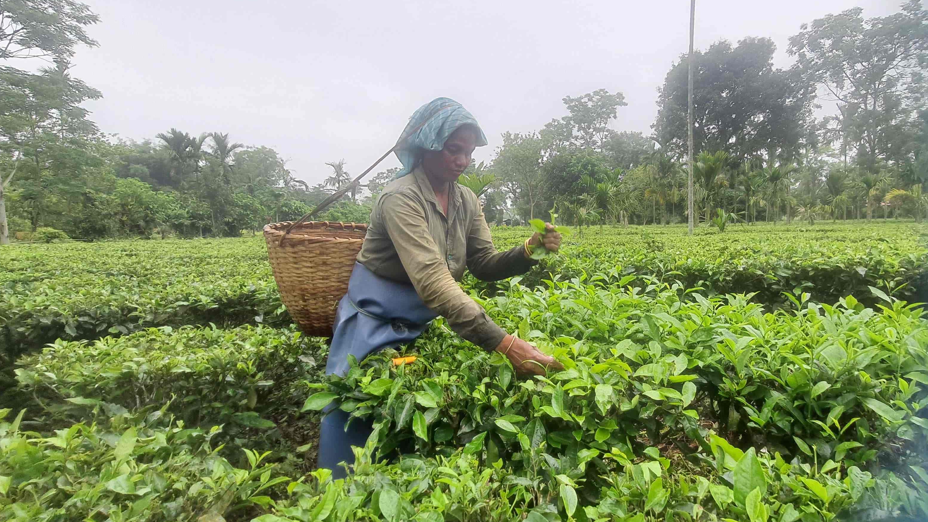 International tea day
