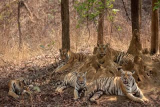 SIDHI SANJAY TIGER RESERVE