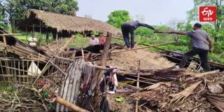 Man killed by falling tree