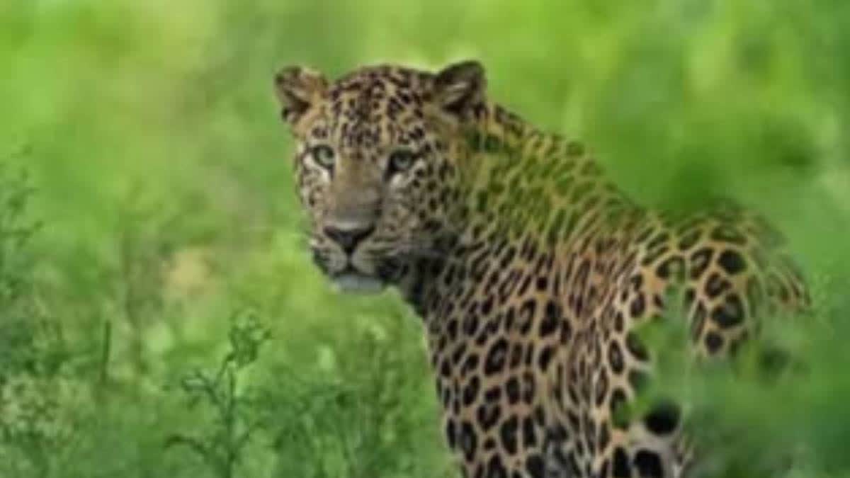 Leopard Kills four year old in Valparai, Tamil Nadu