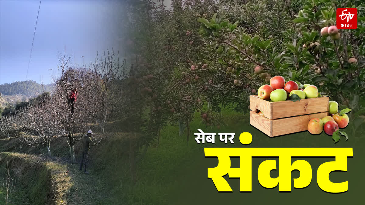 सेब पर संकट