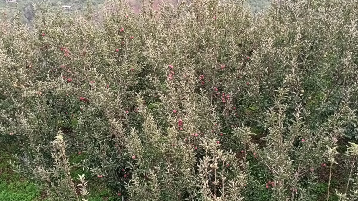 मौसम की मार से सूना पड़ा सेबों का साम्राज्य