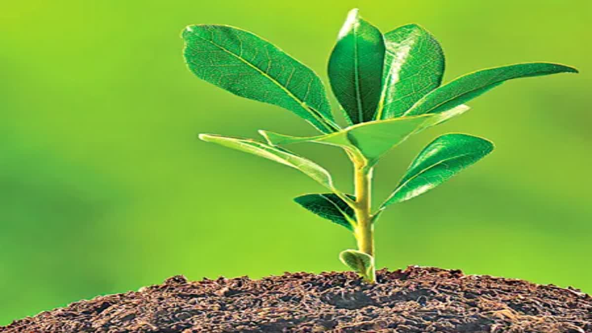 Plantation in Schools Under Ananta Aranyalu Program