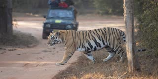SEONI TIGRESS SPOTTED ON ROAD