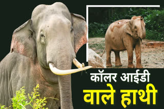 BANDHAVGARH ELEPHANTS RADIO COLLAR