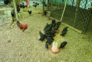 POULTRY FARMING
